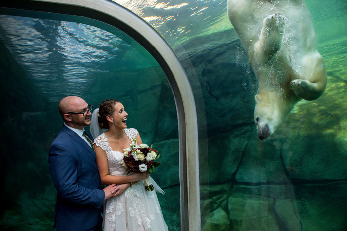 columbus-zoo-wedding-polar-bear-bly-photography