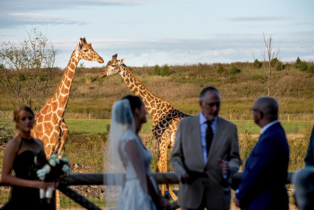 columbus zoo wedding ceremony giraffes bly photography