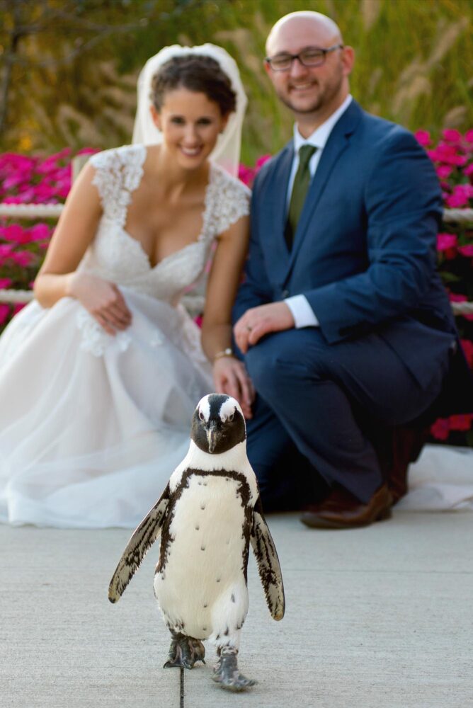penguins columbus zoo wedding bly photography