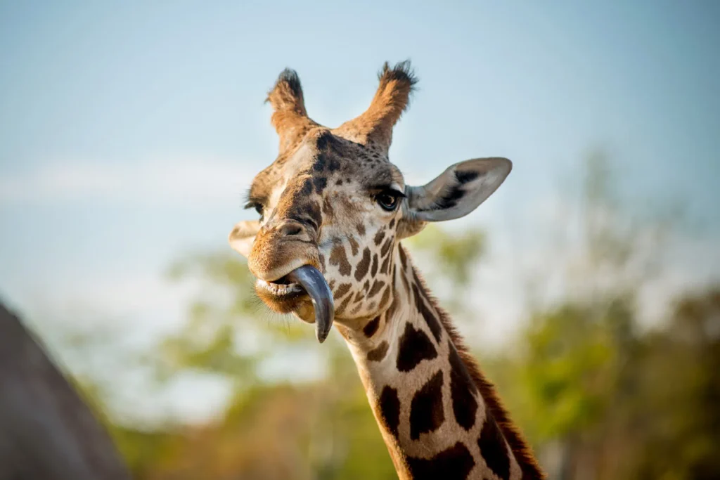 columbus zoo african safari funny