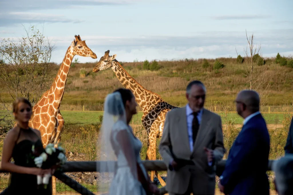 columbus zoo wedding ceremony giraffes