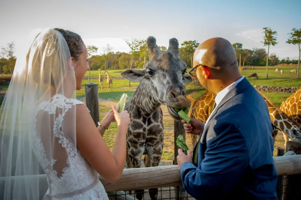 columbus zoo wedding feeding giraffe