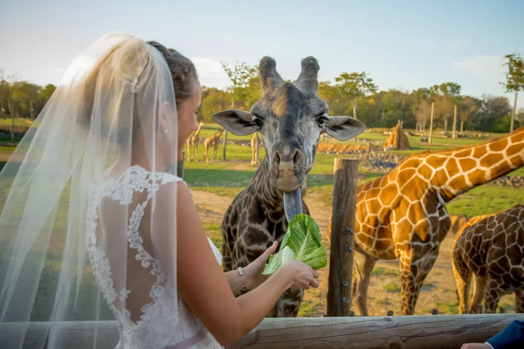 columbus zoo wedding feeding giraffes