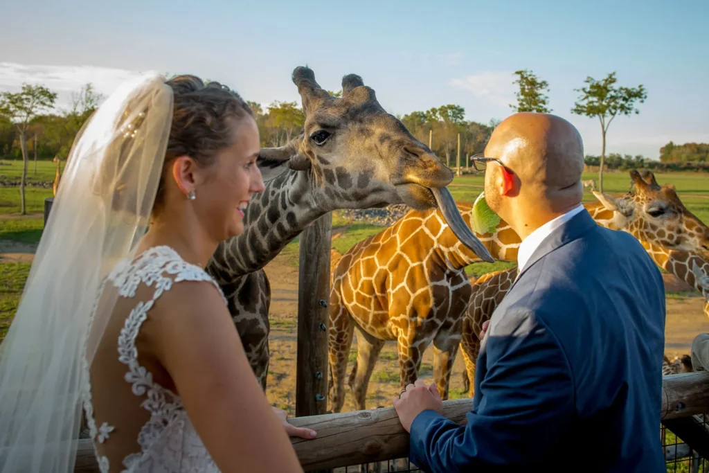 columbus zoo wedding feeding giraffes funny