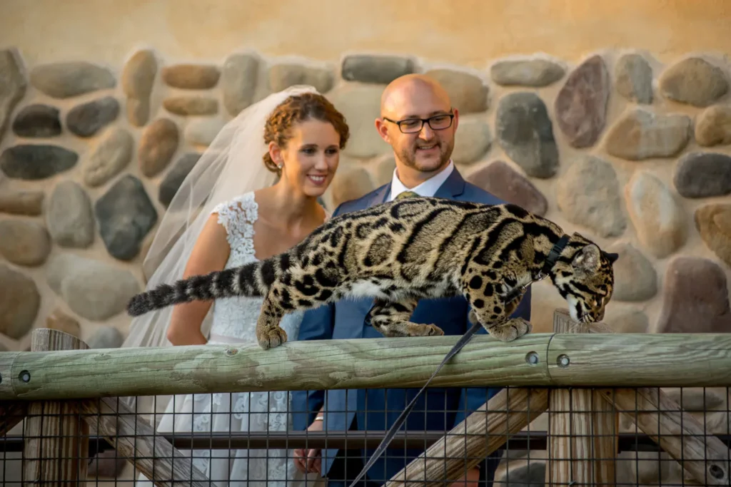 columbus zoo wedding leopard