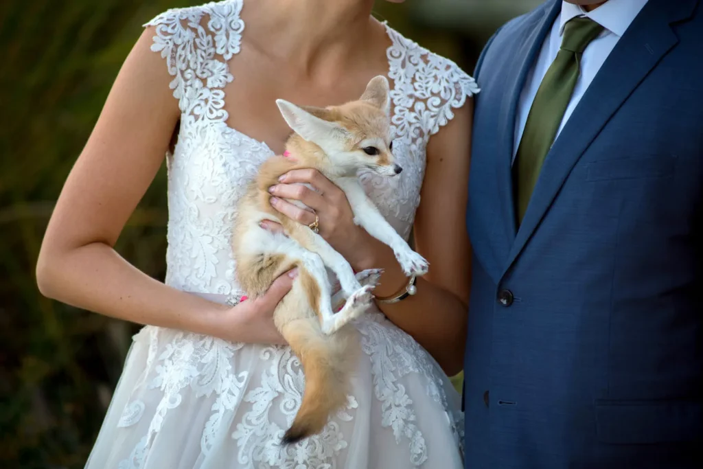 fennec fox columbus ohio zoo wedding