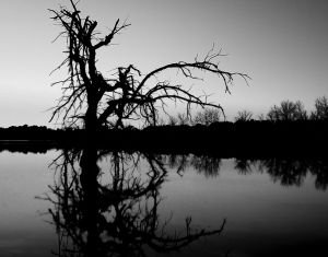 black-and-white-tree-reflecting-in-water-central-ohio-photography.jpg