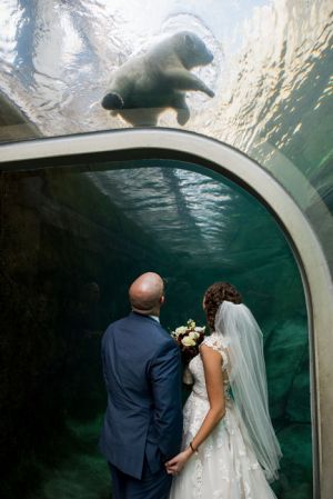 columbus-ohio-zoo-wedding-polar-bear-bly-photography.jpg