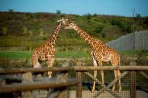 columbus-zoo-giraffes-bly-photography.jpg