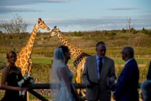 columbus-zoo-wedding-ceremony-giraffes-bly-photography.jpg