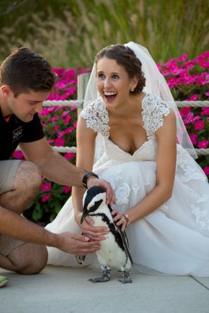penguin-columbus-zoo-wedding-bly-photography.jpg