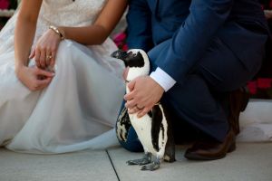 penguin-columbus-zoo-wedding-photographer-bly-photography.jpg